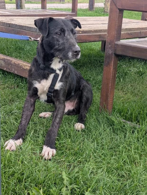 Idefix, male Mixed Breed for adoption at Fondation Brigitte Bardot, Paris
