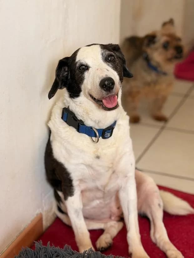 Hyris, female Mixed Breed for adoption at Fondation Brigitte Bardot, Paris