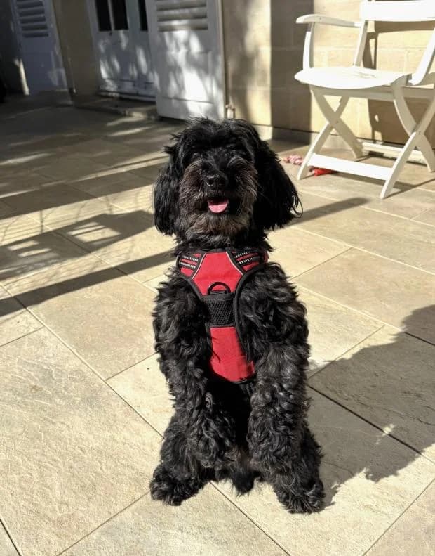 Black, male Mixed Breed for adoption at Fondation Brigitte Bardot, Paris