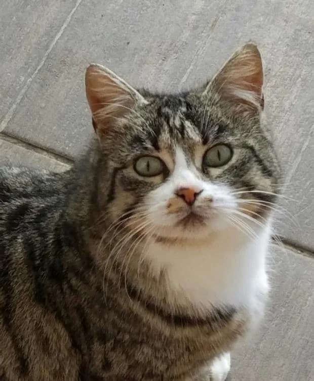 Nenette, female Mixed Breed for adoption at Fondation Brigitte Bardot, Paris