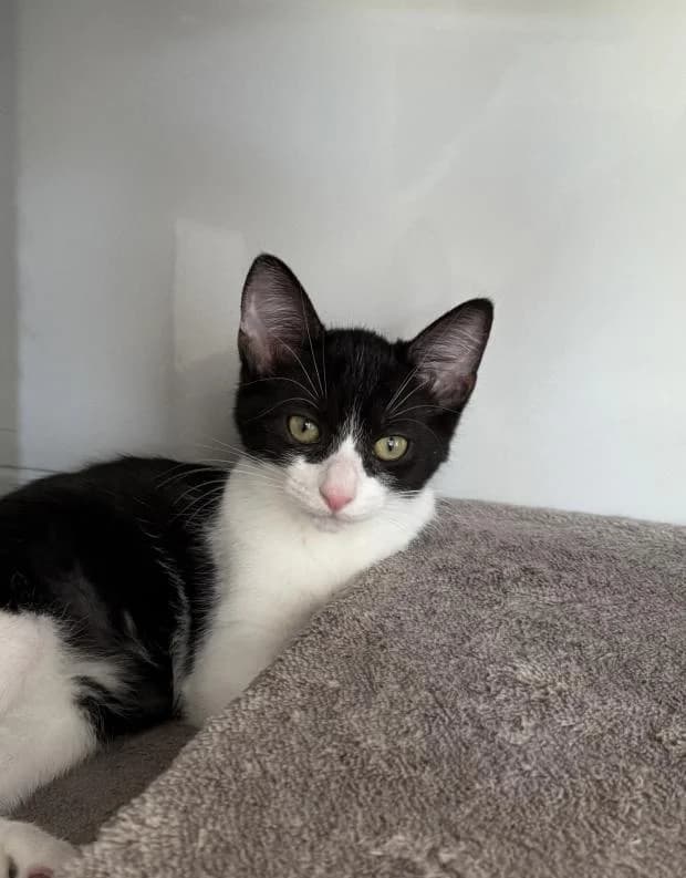 Romance, male puppy Mixed Breed for adoption at Fondation Brigitte Bardot, Paris