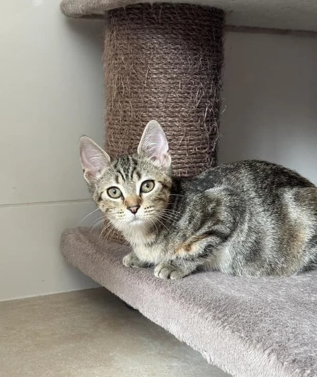 Mira, female Mixed Breed for adoption at Fondation Brigitte Bardot, Paris