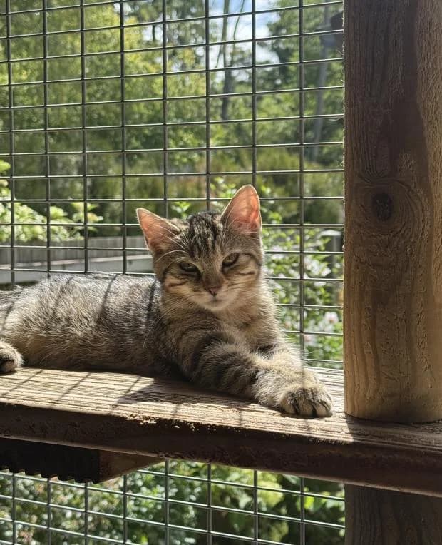 Lilith, female puppy Mixed Breed for adoption at Fondation Brigitte Bardot, Paris