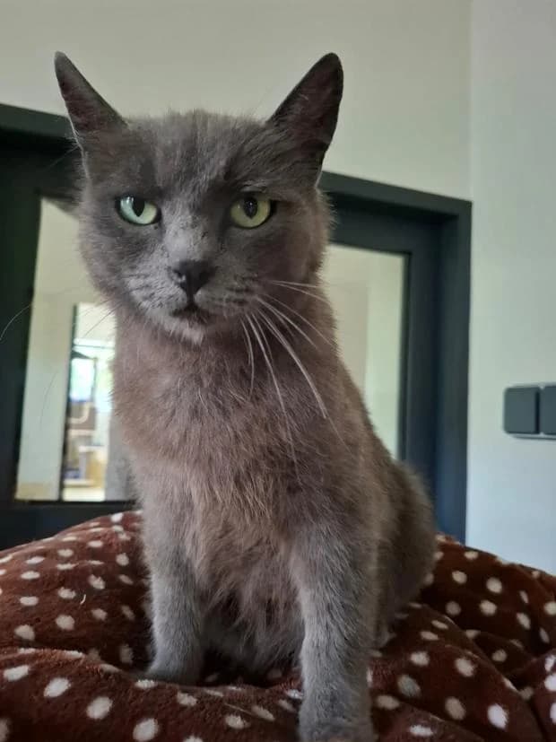 Vaiana, female Mixed Breed for adoption at Fondation Brigitte Bardot, Paris