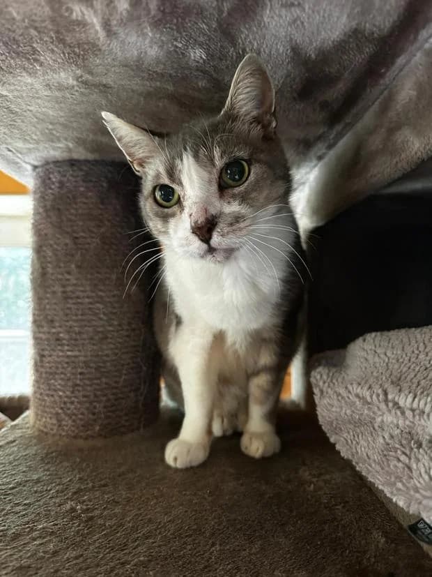 Pollux Dit Flan, male Mixed Breed for adoption at Fondation Brigitte Bardot, Paris