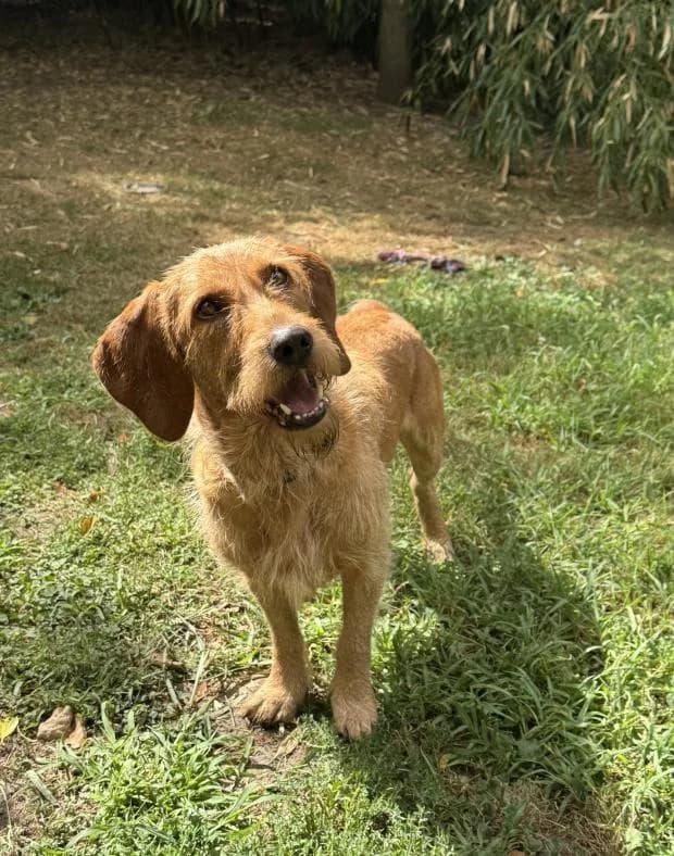 Oscar, male Mixed Breed for adoption at Fondation Brigitte Bardot, Paris