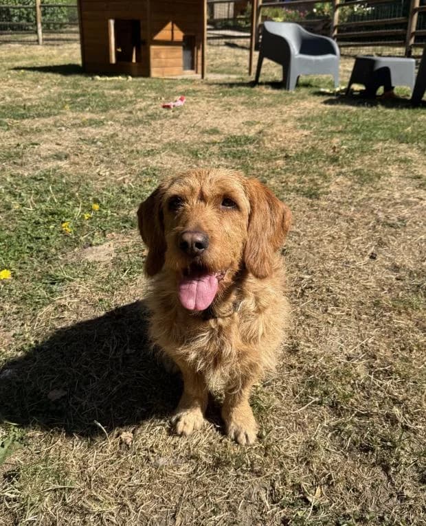 Omer, male Mixed Breed for adoption at Fondation Brigitte Bardot, Paris