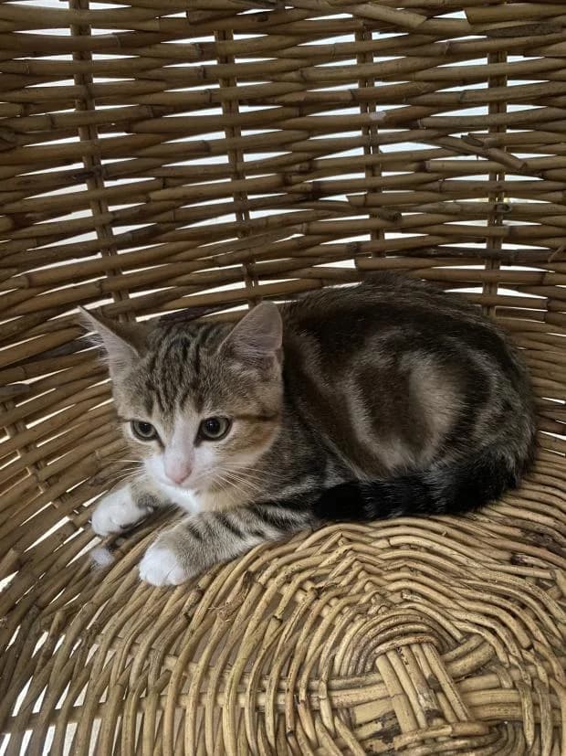 Goupix, male puppy Mixed Breed for adoption at Fondation Brigitte Bardot, Paris