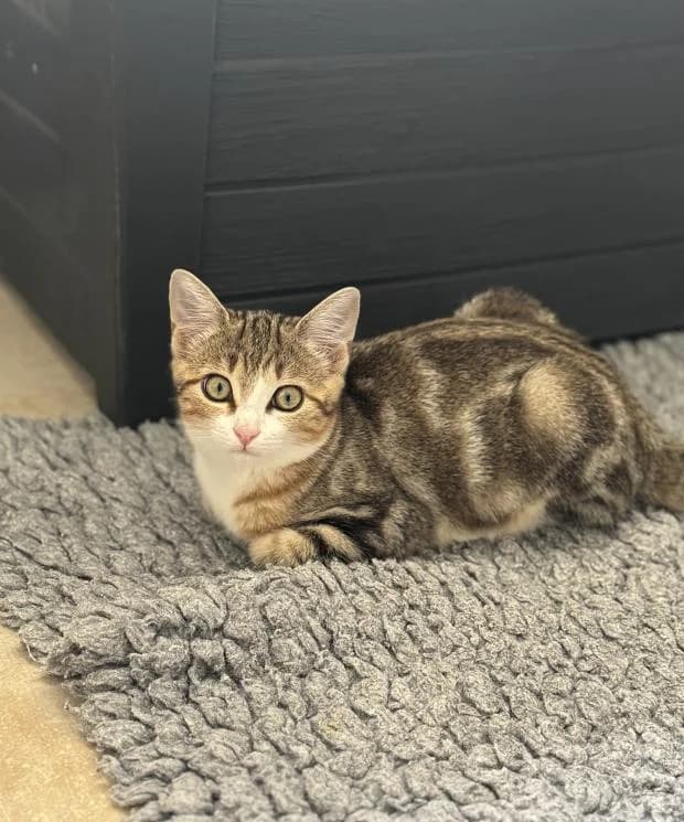 Goupix, male Mixed Breed for adoption at Fondation Brigitte Bardot, Paris