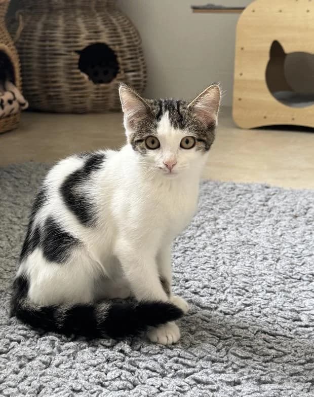 Togepi, male Mixed Breed for adoption at Fondation Brigitte Bardot, Paris
