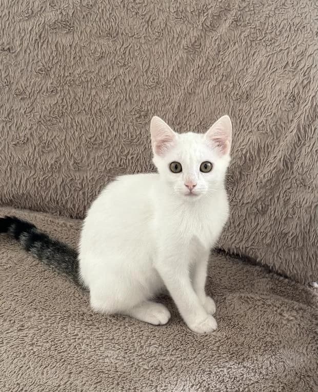 Blizzi, male Mixed Breed for adoption at Fondation Brigitte Bardot, Paris