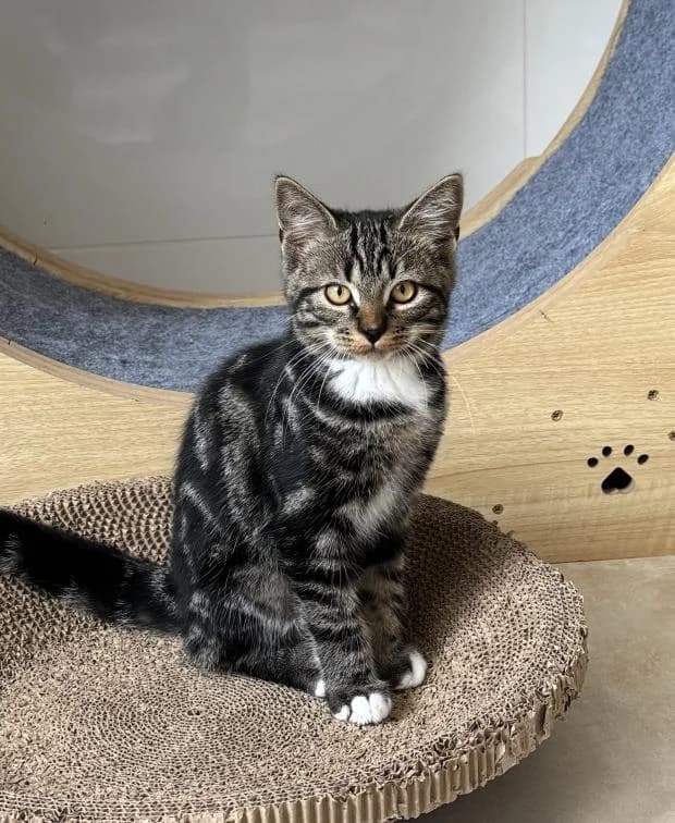 Noctali, male Mixed Breed for adoption at Fondation Brigitte Bardot, Paris