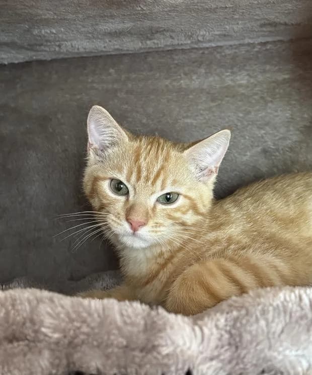 Oliver, male Mixed Breed for adoption at Fondation Brigitte Bardot, Paris