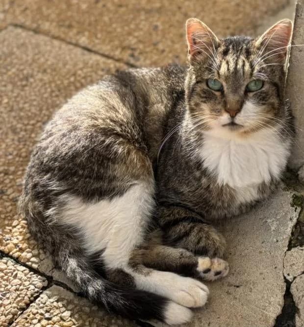 Olive, male Mixed Breed for adoption at Fondation Brigitte Bardot, Paris