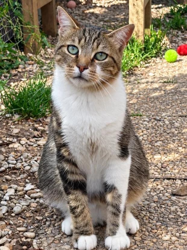 Raisin, male Mixed Breed for adoption at Fondation Brigitte Bardot, Paris
