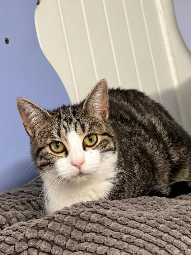 Prune, female Mixed Breed for adoption at Fondation Brigitte Bardot, Paris