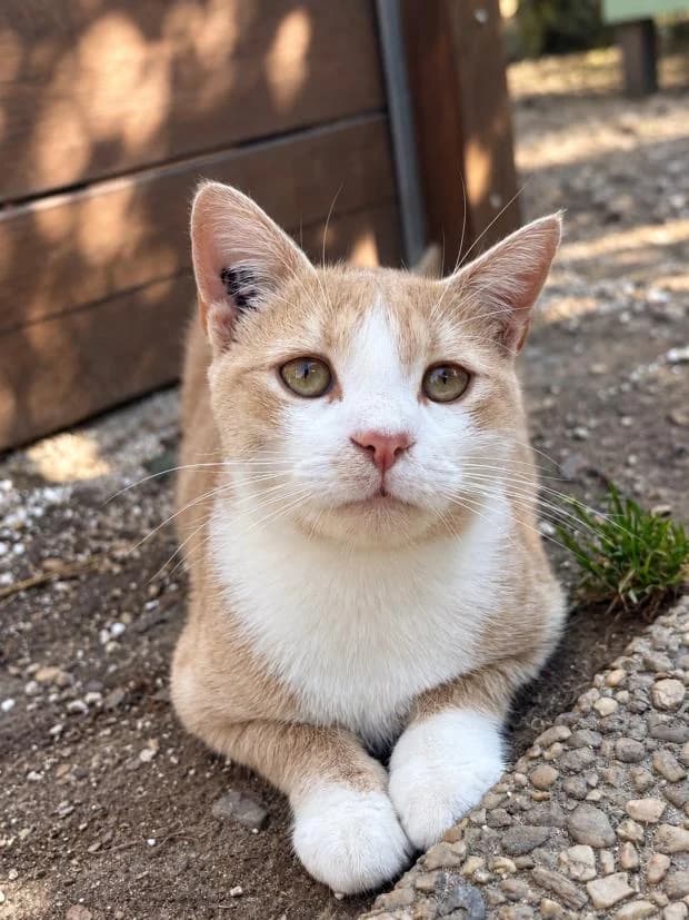 Physalis, male Mixed Breed for adoption at Fondation Brigitte Bardot, Paris
