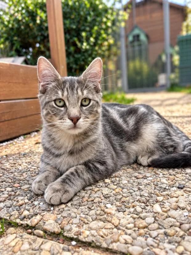 Papaye, male Mixed Breed for adoption at Fondation Brigitte Bardot, Paris