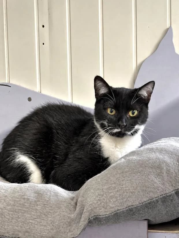 Kiwi, female Mixed Breed for adoption at Fondation Brigitte Bardot, Paris