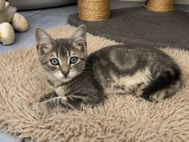 Framboise, female Mixed Breed for adoption at Fondation Brigitte Bardot, Paris