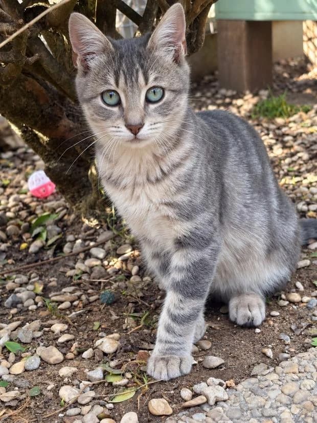 Framboise, female Mixed Breed for adoption at Fondation Brigitte Bardot, Paris