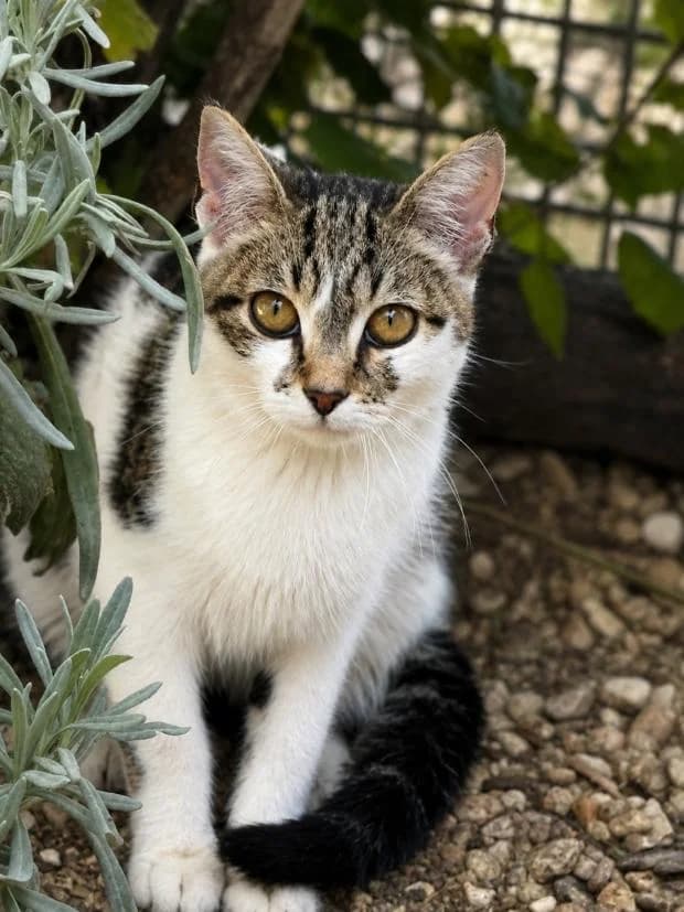 Mandarine, female Mixed Breed for adoption at Fondation Brigitte Bardot, Paris