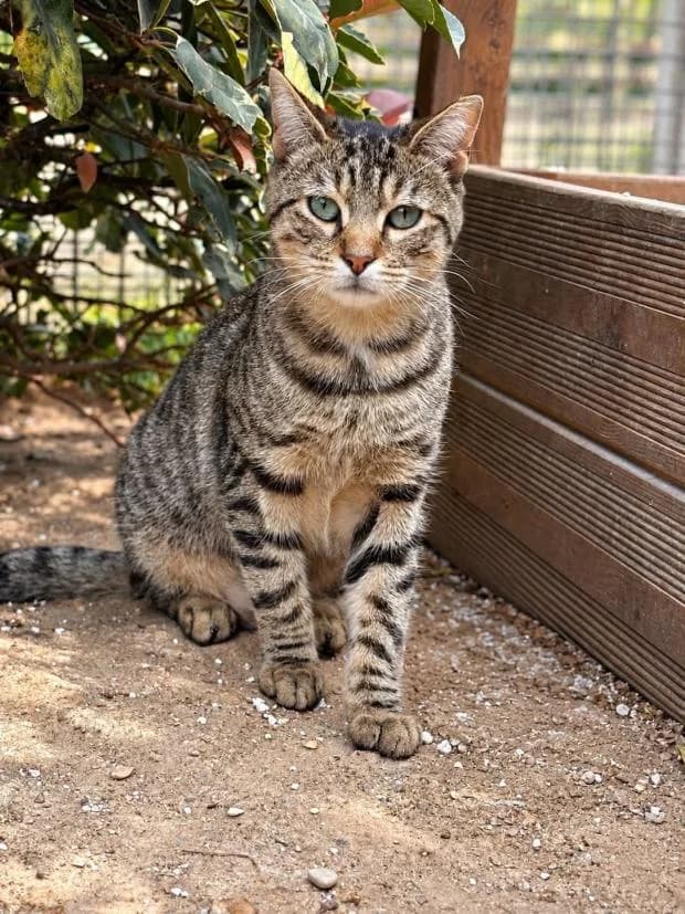 Coco, male Mixed Breed for adoption at Fondation Brigitte Bardot, Paris