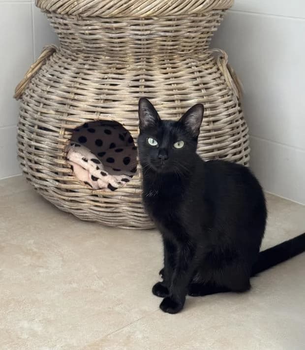 Hedwige, female puppy Mixed Breed for adoption at Fondation Brigitte Bardot, Paris
