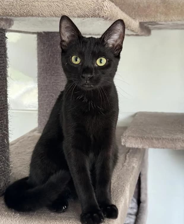 Dobby, male Mixed Breed for adoption at Fondation Brigitte Bardot, Paris