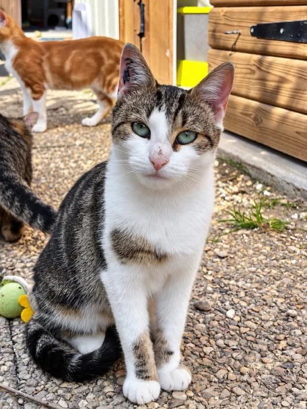 Combava, female Mixed Breed for adoption at Fondation Brigitte Bardot, Paris
