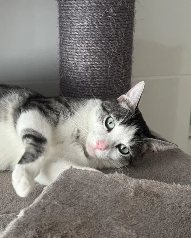 Dominique, male Mixed Breed for adoption at Fondation Brigitte Bardot, Paris