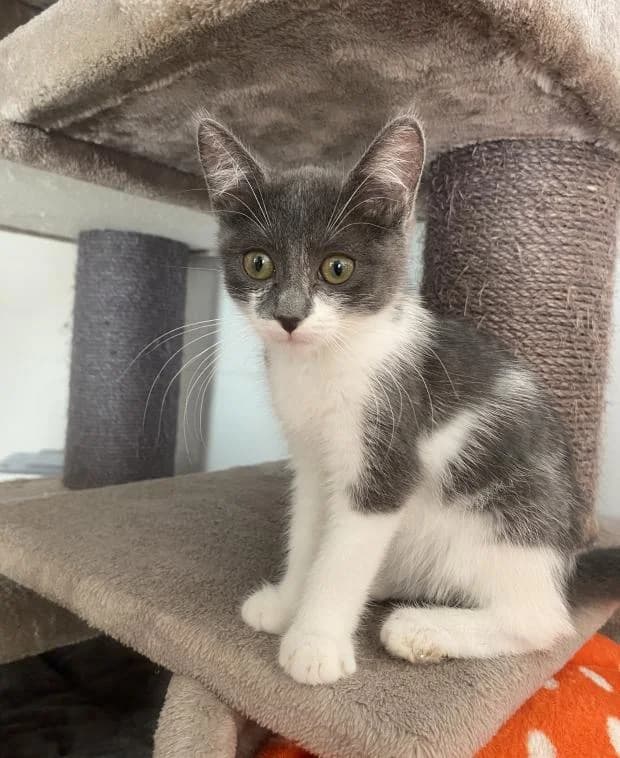 Bella, female Mixed Breed for adoption at Fondation Brigitte Bardot, Paris