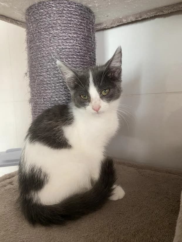 Tefiti, female Mixed Breed for adoption at Fondation Brigitte Bardot, Paris