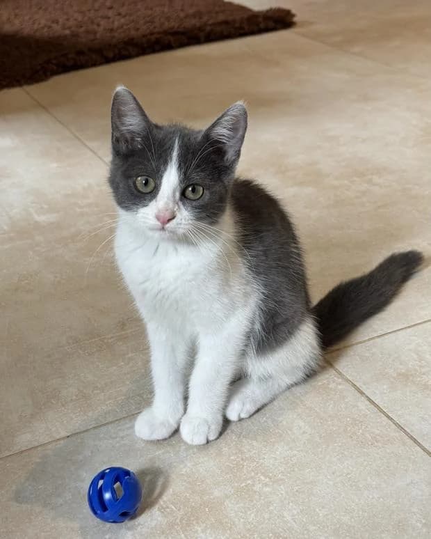 Tefiti, female Mixed Breed for adoption at Fondation Brigitte Bardot, Paris