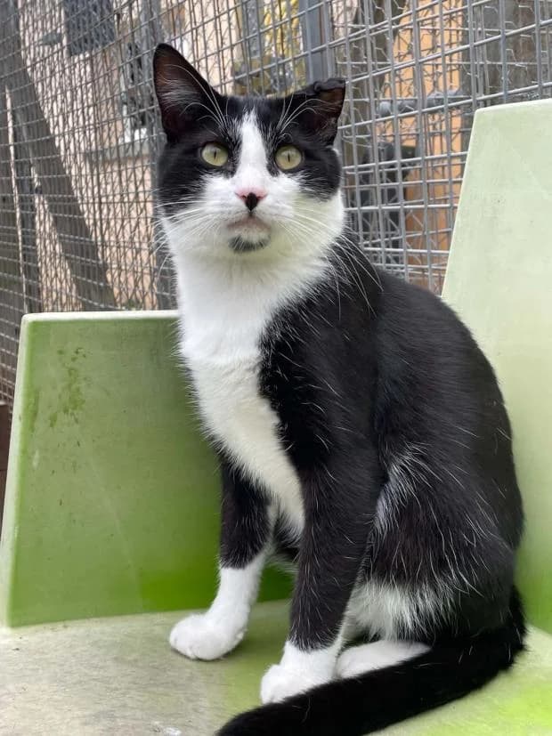 Aperol, male Mixed Breed for adoption at Fondation Brigitte Bardot, Paris