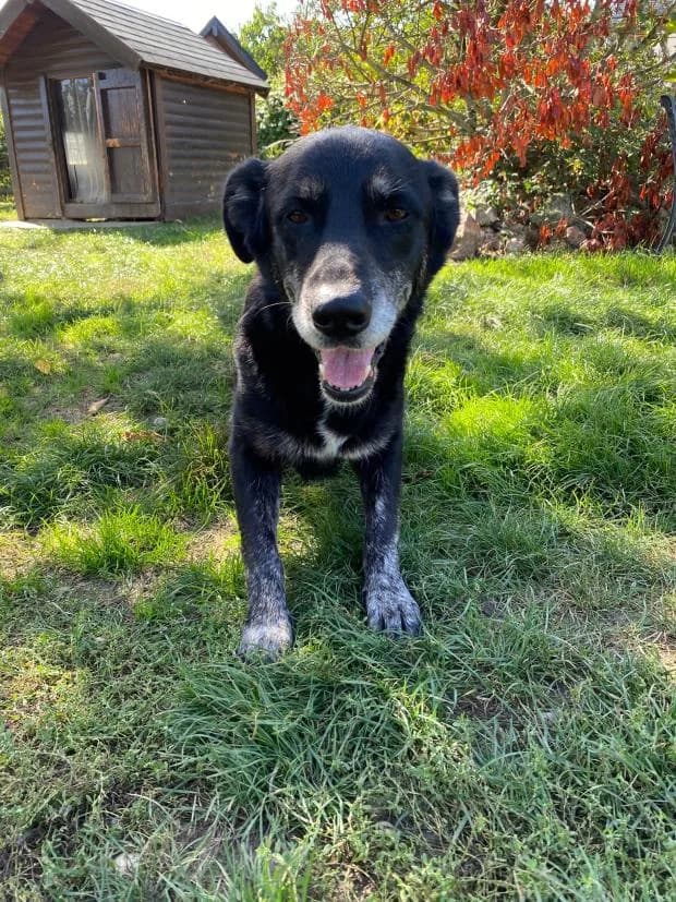 Olga, female Mixed Breed for adoption at Fondation Brigitte Bardot, Paris