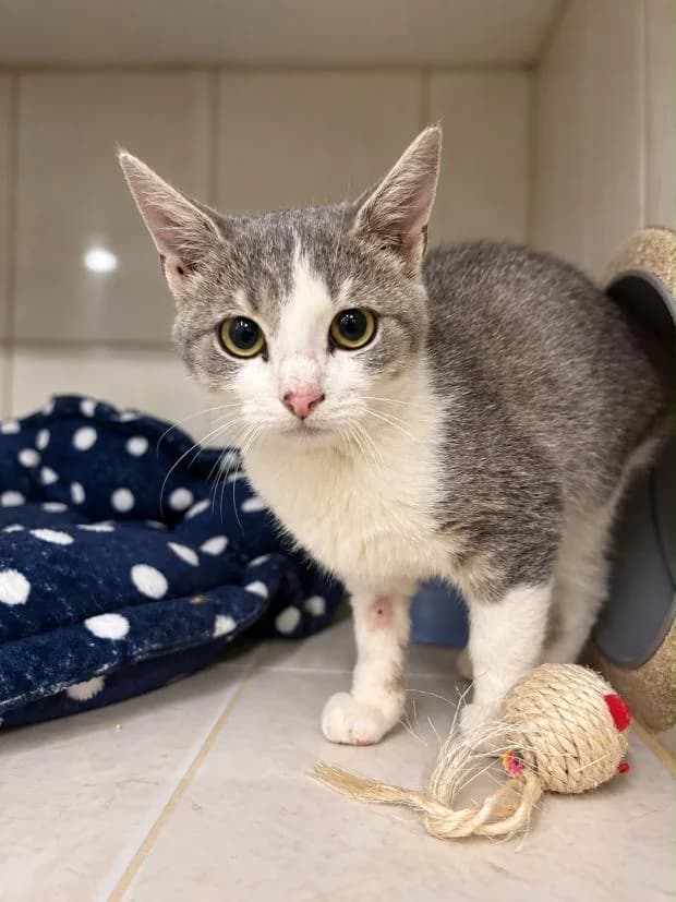 Ail, male Mixed Breed for adoption at Fondation Brigitte Bardot, Paris