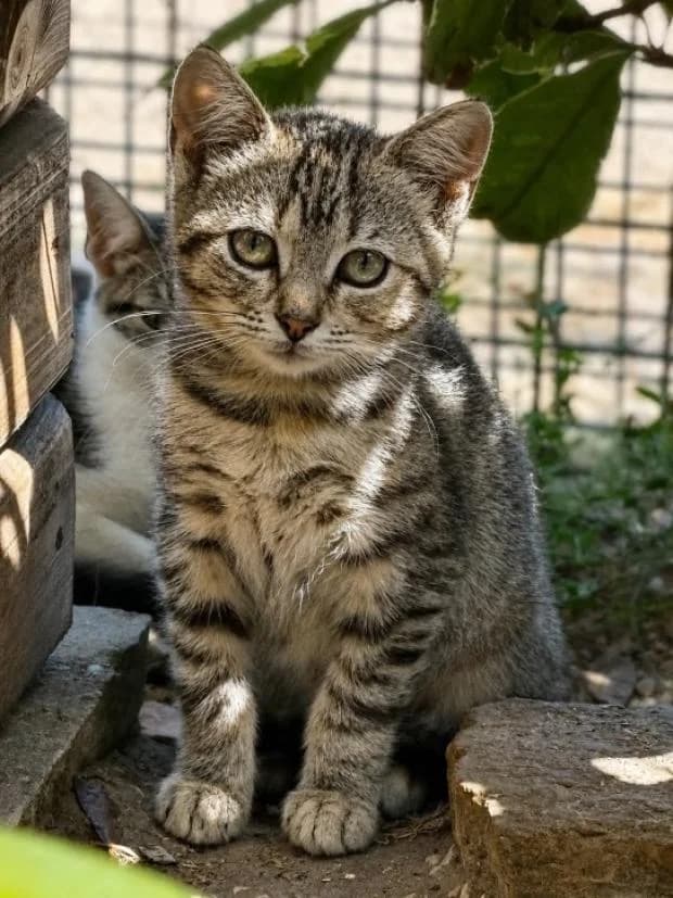 Radis, female Mixed Breed for adoption at Fondation Brigitte Bardot, Paris