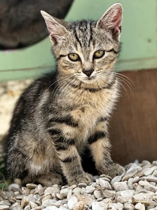Courge, male Mixed Breed for adoption at Fondation Brigitte Bardot, Paris