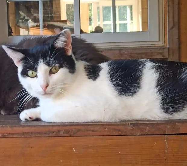Piment, female Mixed Breed for adoption at Fondation Brigitte Bardot, Paris