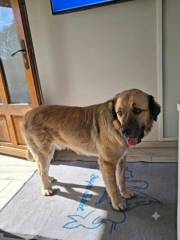 Fuego, male Mixed Breed for adoption at Fondation Brigitte Bardot, Paris