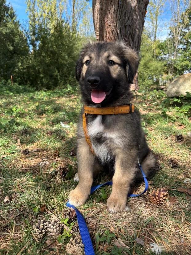Stitch, male puppy Mixed Breed for adoption at Fondation Brigitte Bardot, Paris