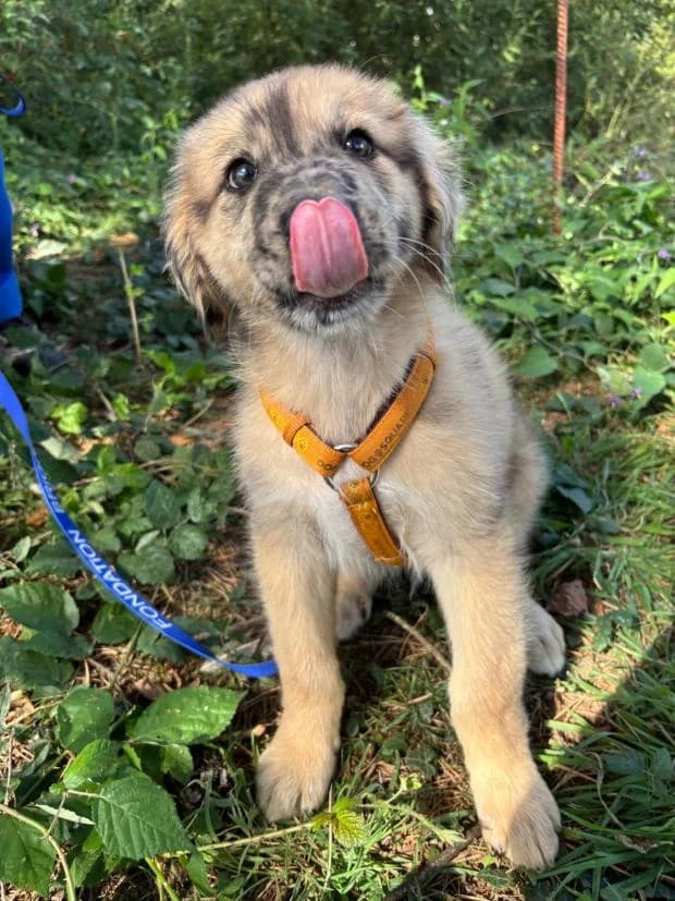 Salomon, male puppy Mixed Breed for adoption at Fondation Brigitte Bardot, Paris