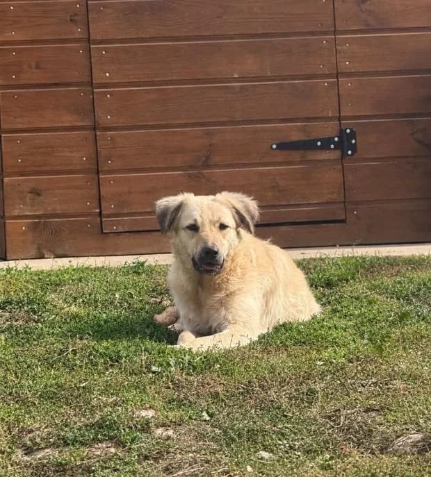 Ange, female Mixed Breed for adoption at Fondation Brigitte Bardot, Paris