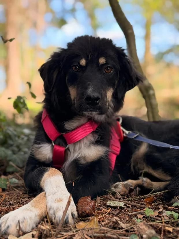 Blacky, male Mixed Breed for adoption at Fondation Brigitte Bardot, Paris