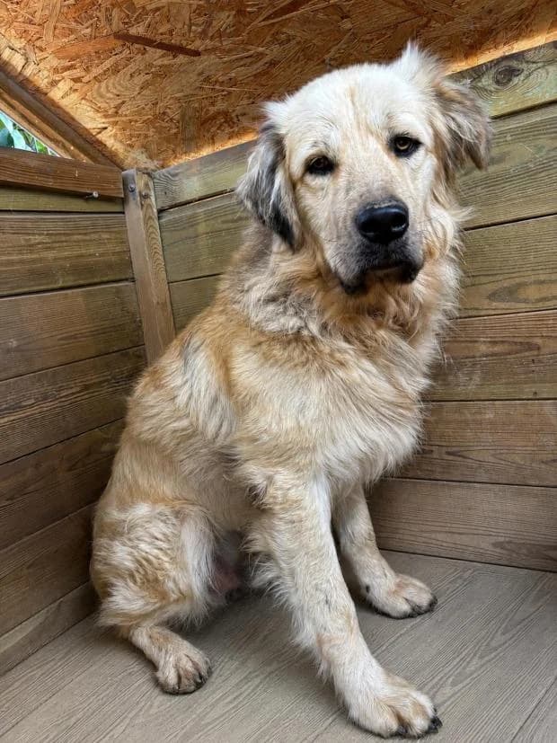 Smocky, male Mixed Breed for adoption at Fondation Brigitte Bardot, Paris