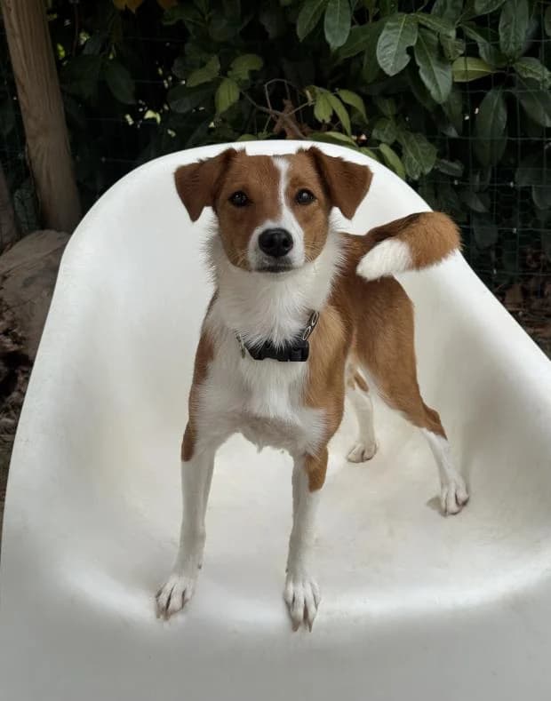 Maya, female Mixed Breed for adoption at Fondation Brigitte Bardot, Paris