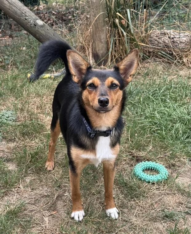 Naya, female Mixed Breed for adoption at Fondation Brigitte Bardot, Paris