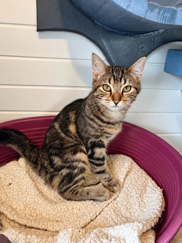 Chouquette, female Mixed Breed for adoption at Fondation Brigitte Bardot, Paris
