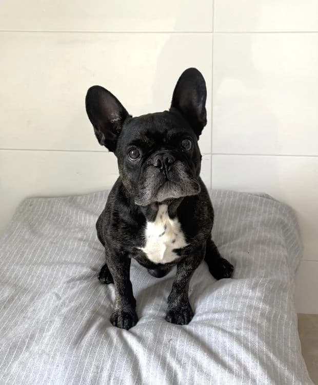 Jules, male Mixed Breed for adoption at Fondation Brigitte Bardot, Paris